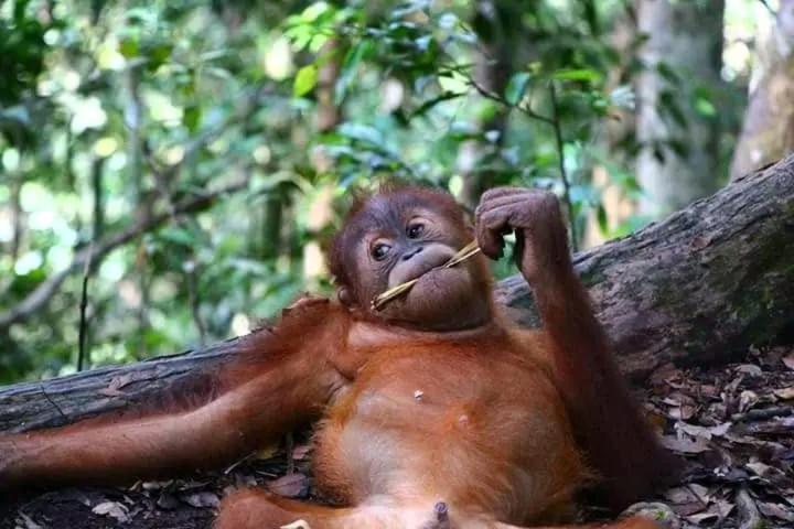 Brown Bamboo Guest House & Trekking Bukit Lawang Luaran gambar
