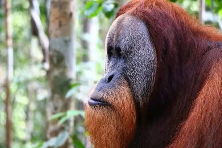 Brown Bamboo Guest House & Trekking Bukit Lawang Luaran gambar