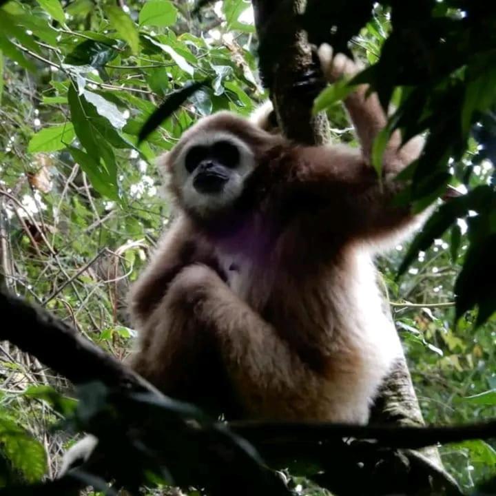 Brown Bamboo Guest House & Trekking Bukit Lawang Luaran gambar