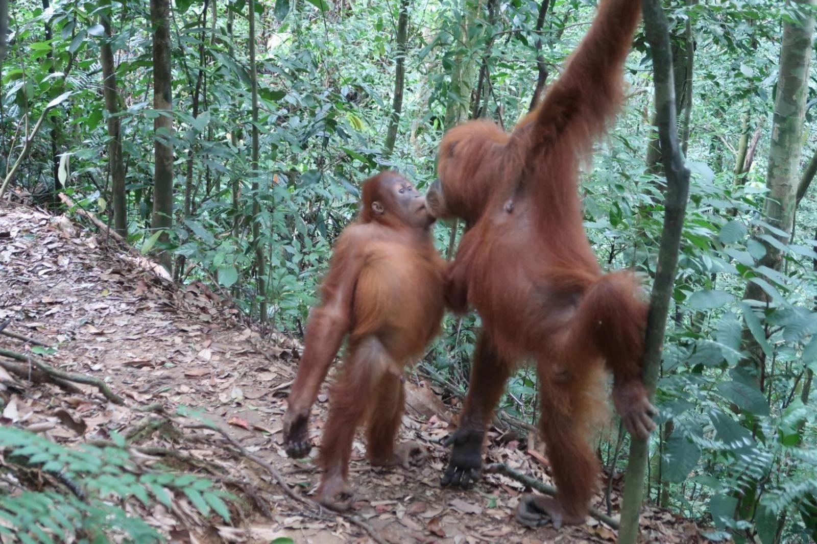 Brown Bamboo Guest House & Trekking Bukit Lawang Luaran gambar