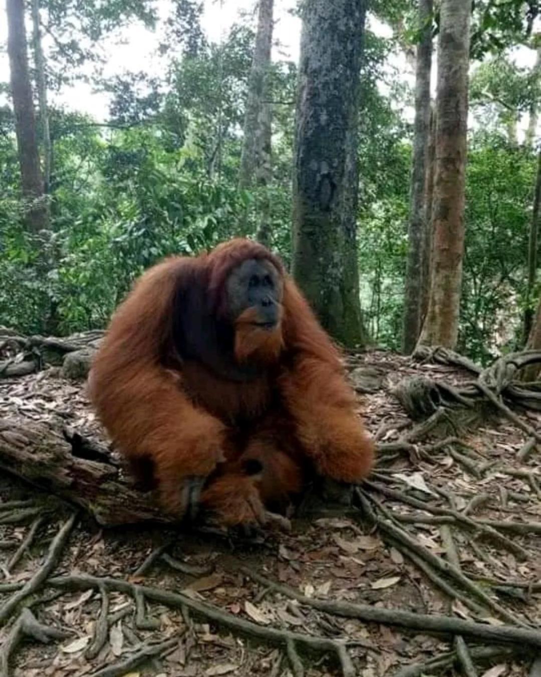 Brown Bamboo Guest House & Trekking Bukit Lawang Luaran gambar