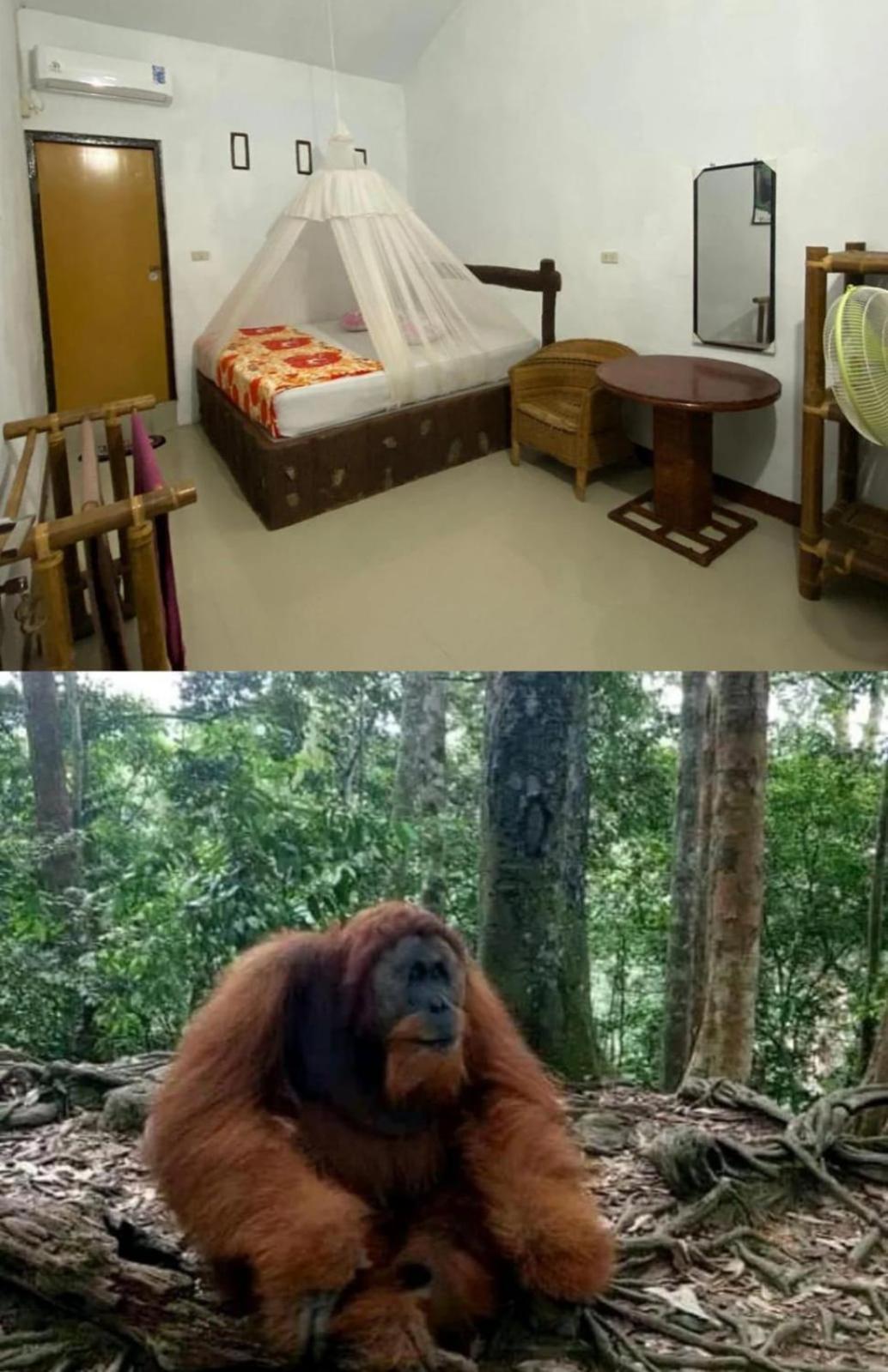 Brown Bamboo Guest House & Trekking Bukit Lawang Luaran gambar